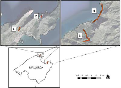 Non-native Mammals Are the Main Seed Dispersers of the Ancient Mediterranean Palm Chamaerops humilis L. in the Balearic Islands: Rescuers of a Lost Seed Dispersal Service?